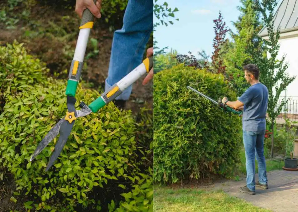 Taille-haie-a-la-cisaille-a-main-ou-electrique Taille haie a la cisaille a main ou electrique