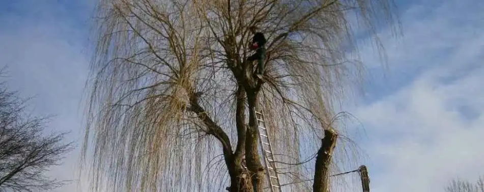 elagage-des-arbres elagage des arbres